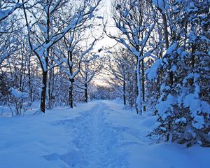 Preview wallpaper track, winter, snow, trees, wood, young growth, bushes, twilight, silence