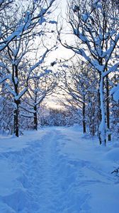 Preview wallpaper track, winter, snow, trees, wood, young growth, bushes, twilight, silence