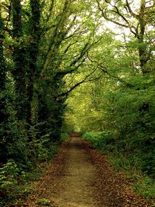 Preview wallpaper track, wood, dense, summer, ivy, leaves