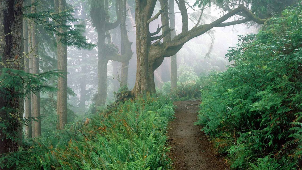 Wallpaper track, wood, fog, trees, fern, branches