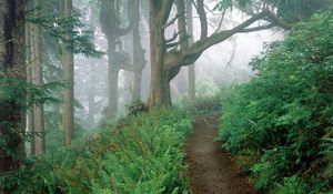 Preview wallpaper track, wood, fog, trees, fern, branches