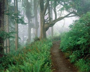 Preview wallpaper track, wood, fog, trees, fern, branches