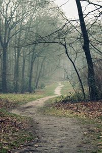 Preview wallpaper track, wood, leaves, earth, autumn, emptiness, fog, dampness