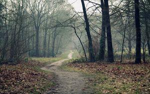Preview wallpaper track, wood, leaves, earth, autumn, emptiness, fog, dampness