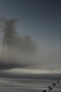 Preview wallpaper tracks, fog, snow, trees, darkness, night, drifts, cover, mystery