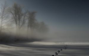 Preview wallpaper tracks, fog, snow, trees, darkness, night, drifts, cover, mystery