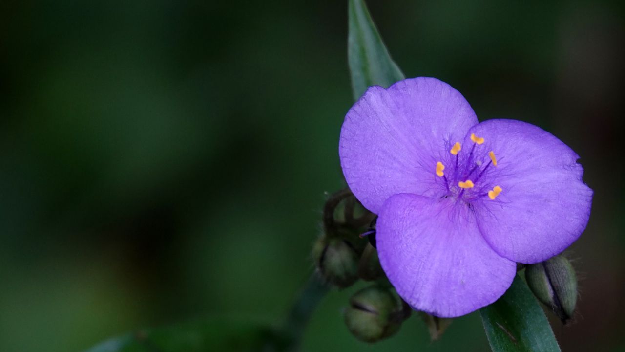 Wallpaper tradescantia, flower, petals, purple, macro