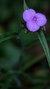 Preview wallpaper tradescantia, flower, petals, purple, macro