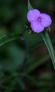 Preview wallpaper tradescantia, flower, petals, purple, macro