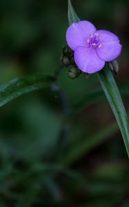 Preview wallpaper tradescantia, flower, petals, purple, macro