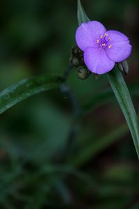 Preview wallpaper tradescantia, flower, petals, purple, macro