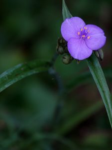 Preview wallpaper tradescantia, flower, petals, purple, macro