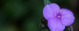 Preview wallpaper tradescantia, flower, petals, purple, macro