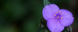 Preview wallpaper tradescantia, flower, petals, purple, macro