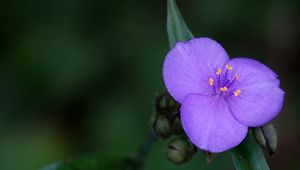 Preview wallpaper tradescantia, flower, petals, purple, macro