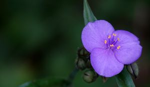 Preview wallpaper tradescantia, flower, petals, purple, macro