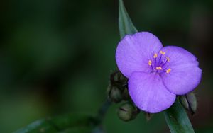 Preview wallpaper tradescantia, flower, petals, purple, macro