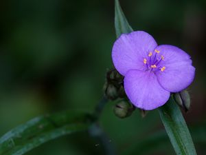 Preview wallpaper tradescantia, flower, petals, purple, macro