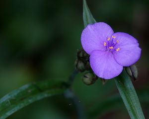 Preview wallpaper tradescantia, flower, petals, purple, macro