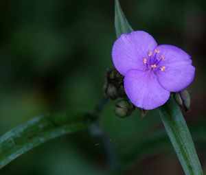 Preview wallpaper tradescantia, flower, petals, purple, macro