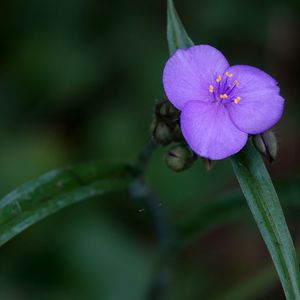 Preview wallpaper tradescantia, flower, petals, purple, macro