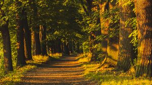 Preview wallpaper trail, alley, trees, sunlight, nature