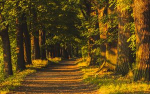 Preview wallpaper trail, alley, trees, sunlight, nature