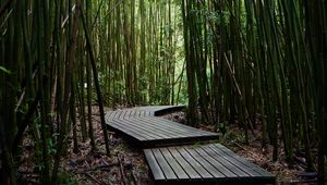 Preview wallpaper trail, boards, bamboo, trees