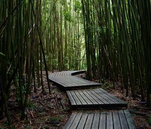 Preview wallpaper trail, boards, bamboo, trees