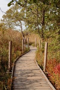 Preview wallpaper trail, boards, bushes, trees