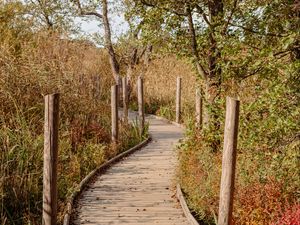 Preview wallpaper trail, boards, bushes, trees