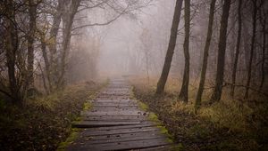 Preview wallpaper trail, boards, forest, fog, trees