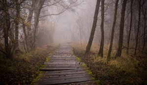 Preview wallpaper trail, boards, forest, fog, trees