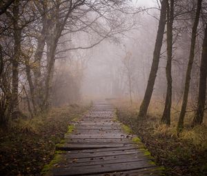 Preview wallpaper trail, boards, forest, fog, trees