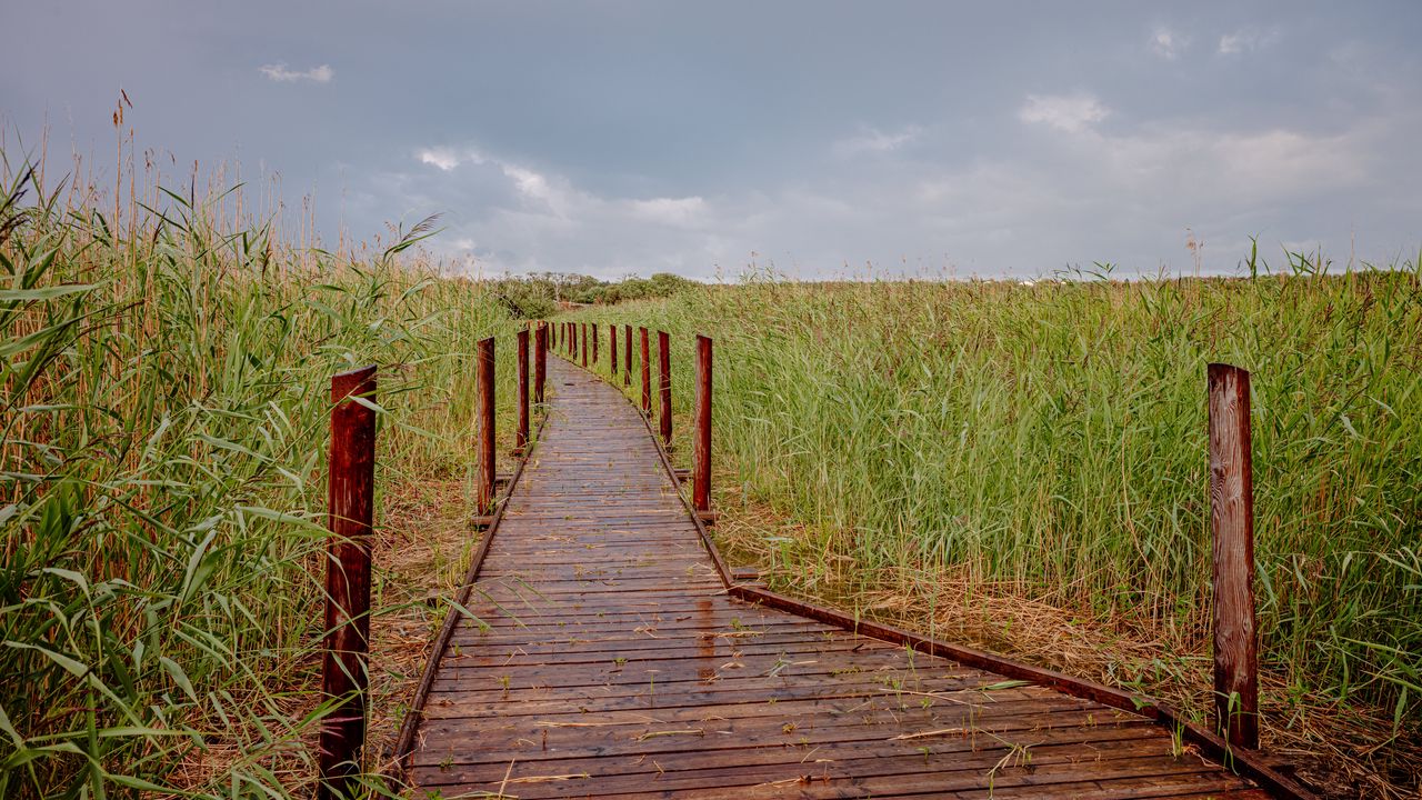 Wallpaper trail, field, grass, nature