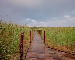 Preview wallpaper trail, field, grass, nature