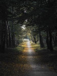 Preview wallpaper trail, forest, birch, trees, leaves, dark