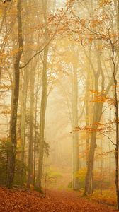 Preview wallpaper trail, forest, fog, trees, leaves, autumn