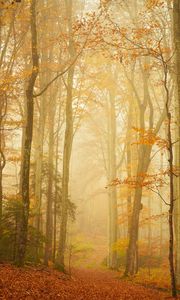 Preview wallpaper trail, forest, fog, trees, leaves, autumn