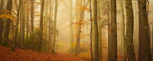 Preview wallpaper trail, forest, fog, trees, leaves, autumn