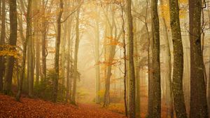 Preview wallpaper trail, forest, fog, trees, leaves, autumn