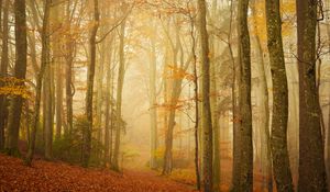 Preview wallpaper trail, forest, fog, trees, leaves, autumn