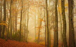 Preview wallpaper trail, forest, fog, trees, leaves, autumn