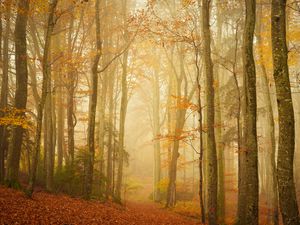 Preview wallpaper trail, forest, fog, trees, leaves, autumn