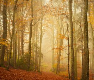 Preview wallpaper trail, forest, fog, trees, leaves, autumn