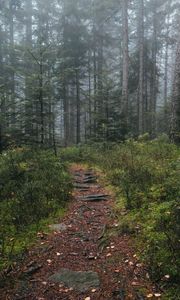 Preview wallpaper trail, forest, grass, trees, nature, fog
