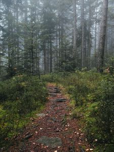 Preview wallpaper trail, forest, grass, trees, nature, fog