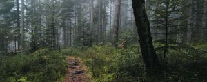 Preview wallpaper trail, forest, grass, trees, nature, fog