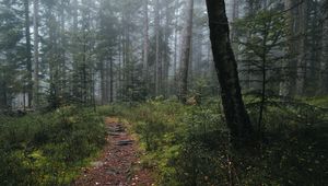 Preview wallpaper trail, forest, grass, trees, nature, fog