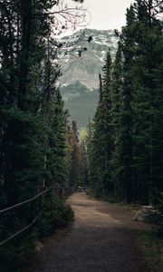 Preview wallpaper trail, forest, mountains, trees, landscape